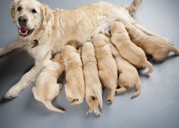 Mơ thấy chó đẻ đánh lô đề con gì?